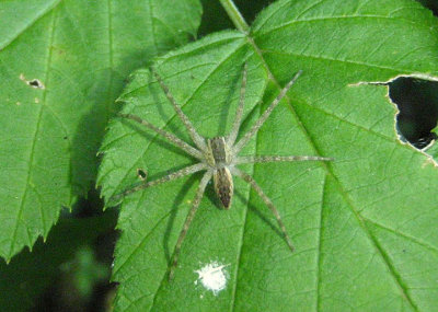 Pisaurina mira; Nursery Web Spider species