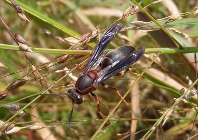 Polistes metricus; Paper Wasp species; female