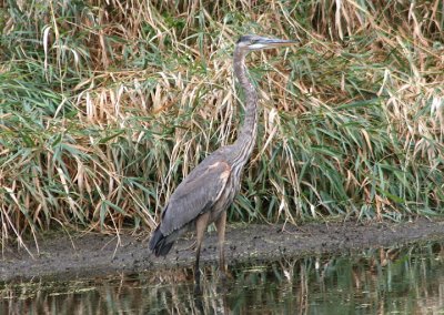 Great Blue Heron; juvenile