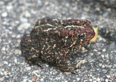 American Toad