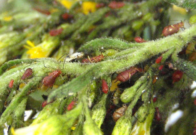 Plant-parasitic Bugs