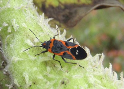 Lygaeus kalmii; Small Milkweed Bug