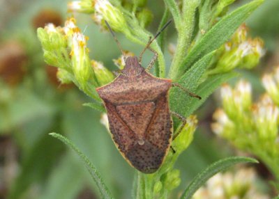 Euschistus Stink Bug species