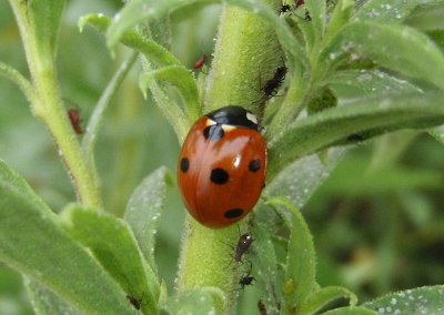Coccinella septempunctata; Seven-spotted Lady Beetle; exotic