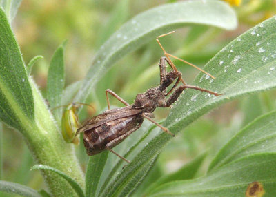 Sinea Assassin Bug species