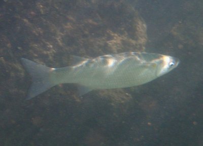 Sharpnose Mullet