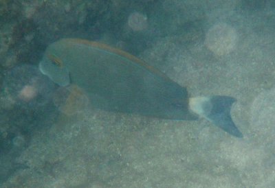 Eyestripe Surgeonfish