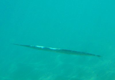 Cornetfish