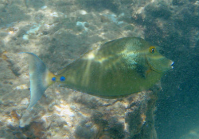 Bluespine Unicornfish