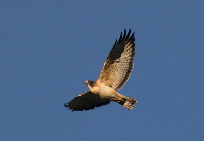 Short-tailed Hawk