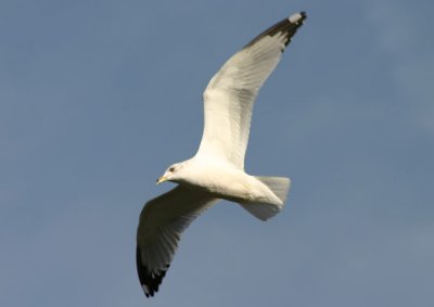 Ring-billed Gull; basic