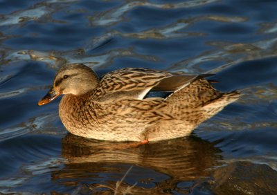 Mallard; female