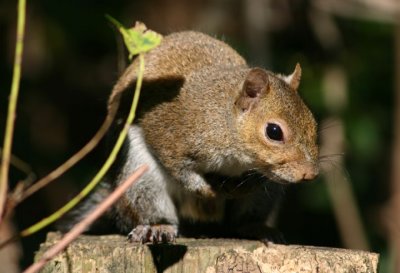 Eastern Gray Squirrel