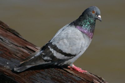 Rock Pigeon; exotic