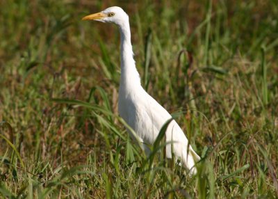 Cattle Egret; basic