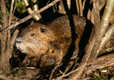 Nutria with young; exotic