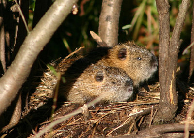 Young Nutria; exotic