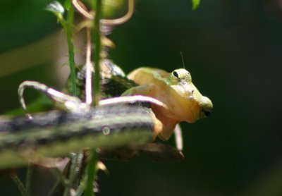 Green Tree Frog (in the jaws of a Western Ribbon Snake)