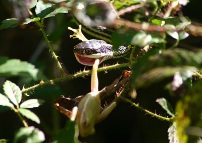 Western Ribbon Snake catching a Green Tree Frog
