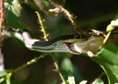 Western Ribbon Snake swallowing a Green Tree Frog