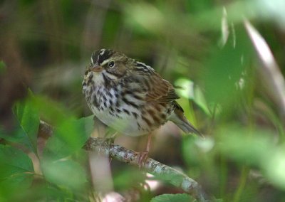 Savannah Sparrow