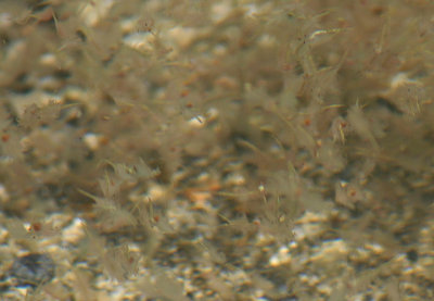 Artemia monica; Brine Shrimp species