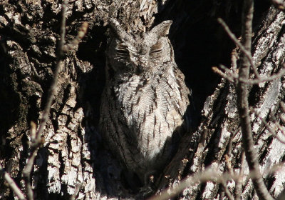 Western Screech Owl