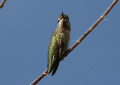 Anna's Hummingbird; female