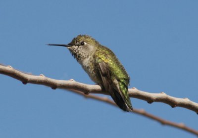 Anna's Hummingbird; female