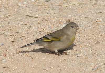 Lawrence's Goldfinch; female