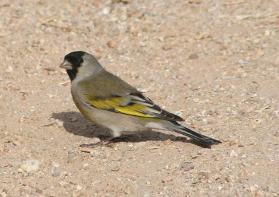 Lawrence's Goldfinch; male