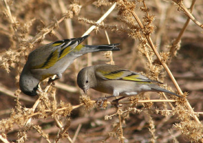 Lawrences Goldfinch pair