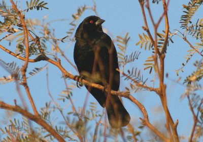 Bronzed Cowbird; male