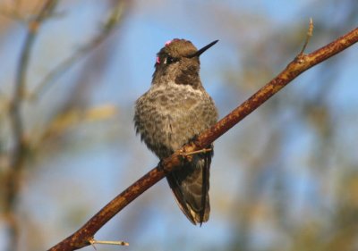 Anna's Hummingbird; immature male