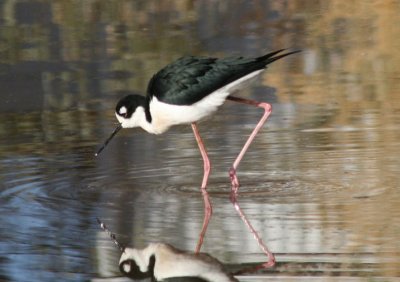 Black-necked Stilt