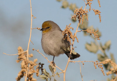 Verdin