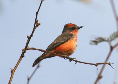 Vermilion Flycatcher; immature male