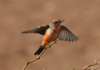 Vermilion Flycatcher; immature male