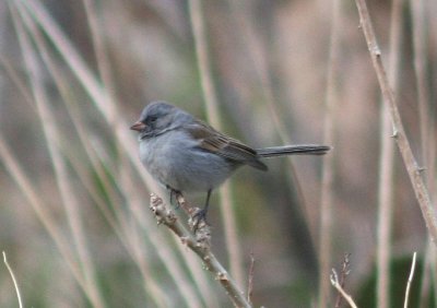 Black-chinned Sparrow; basic