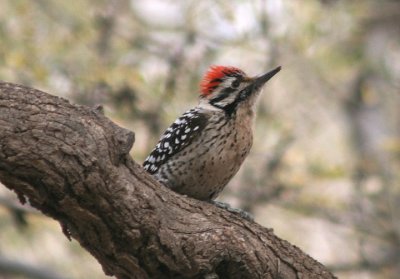 Ladder-backed Woodpecker; male
