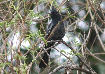 Phainopepla; immature male