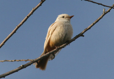 Vermilion Flycatcher; leucistic