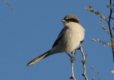 Loggerhead Shrike