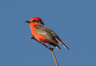 Vermilion Flycatcher; male