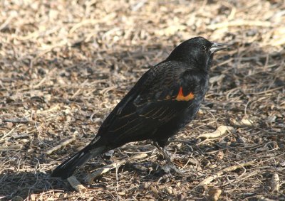 Red-winged Blackbird; immature male