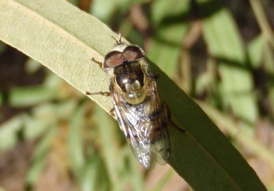 Copestylum satur; Syrphid Fly species