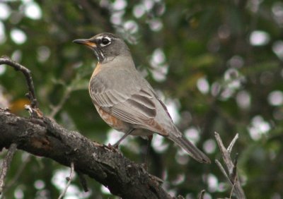 American Robin; female