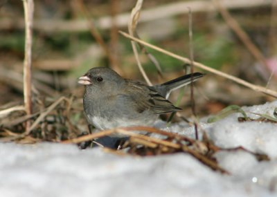 Dark-eyed Slate-colored Junco; female