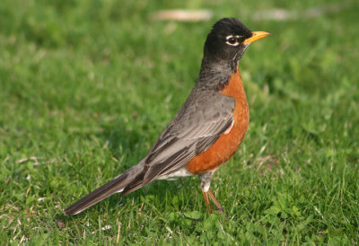 American Robin; male