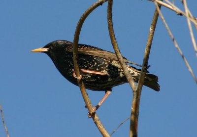 European Starling; breeding; exotic